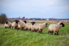 Regiokiek: Brabantse Wal schapen