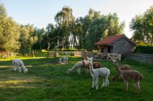 Regiokiek: Alpaca’s in Woensdrecht