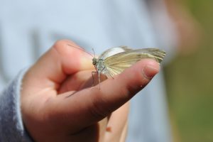 Vlinder-Idylle bij Volksabdij geopend